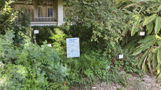 Vie du jardin aromatique et médicinale