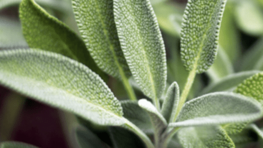 VISITE DU JARDIN DES PLANTES AROMATIQUES ET MEDICINALES DU PARC VALROSE